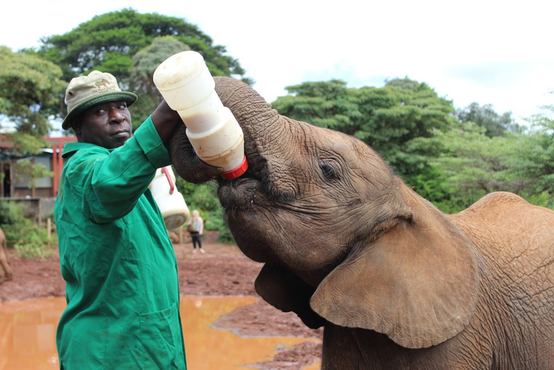 A staff member at the David Sheldrick Wildlife Trust in Nairobi, Kenya feeds an elephant.